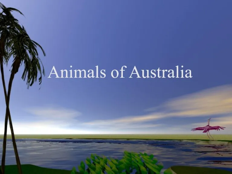 Animals of Australia