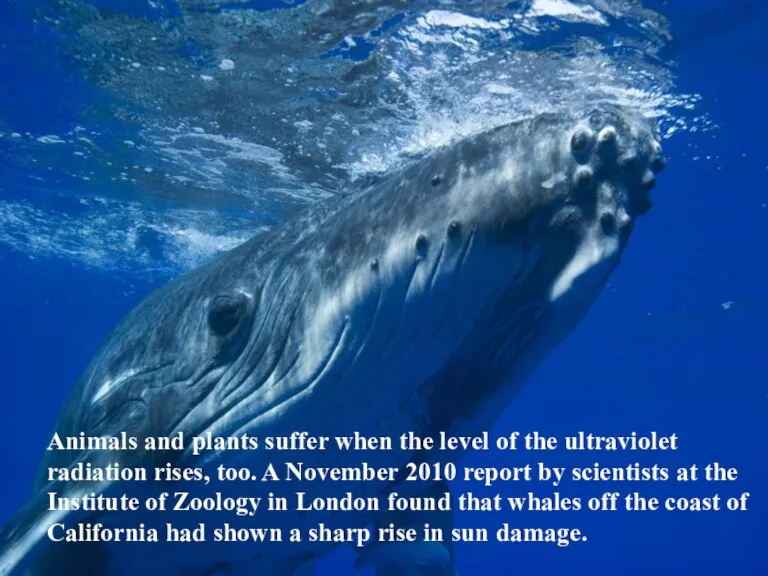 Animals and plants suffer when the level of the ultraviolet radiation rises,