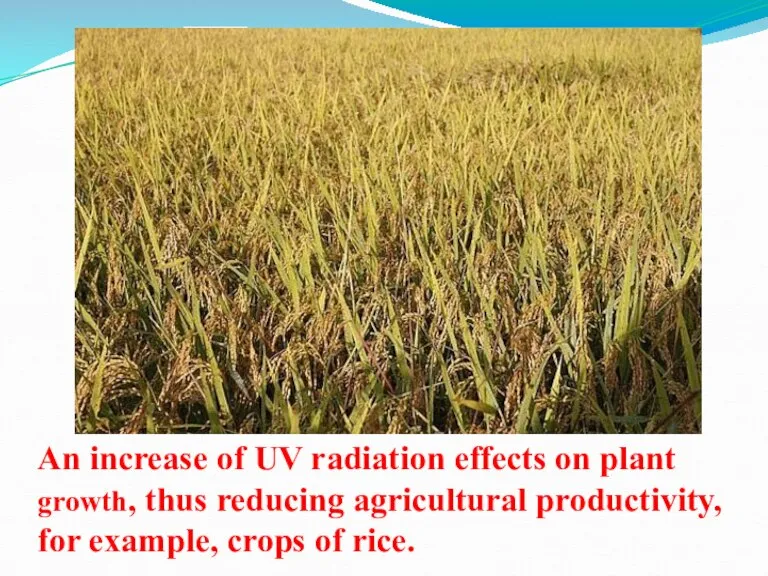 An increase of UV radiation effects on plant growth, thus reducing agricultural