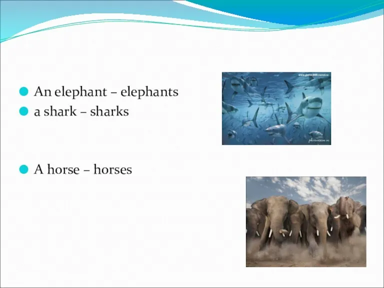 An elephant – elephants a shark – sharks A horse – horses