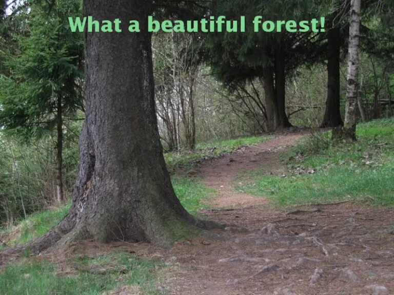 What a beautiful forest!