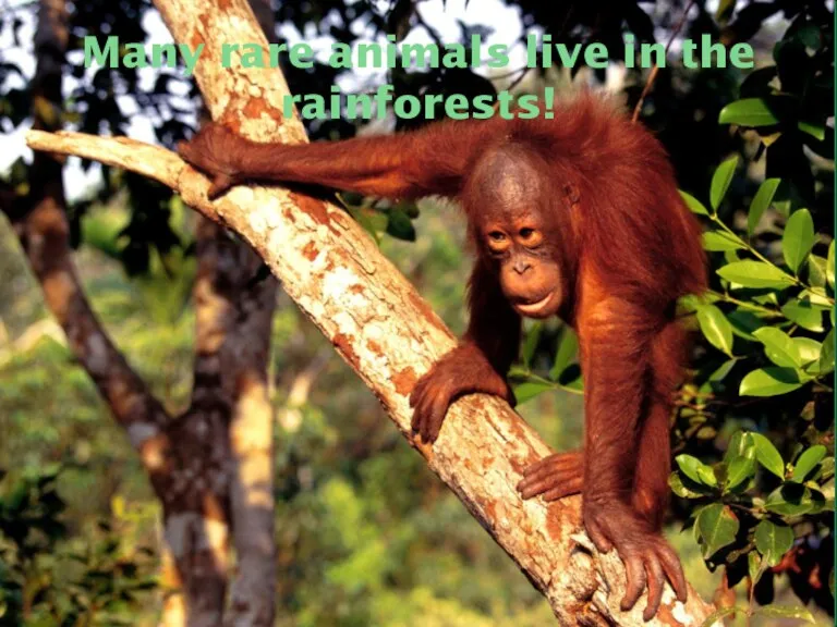 Many rare animals live in the rainforests!