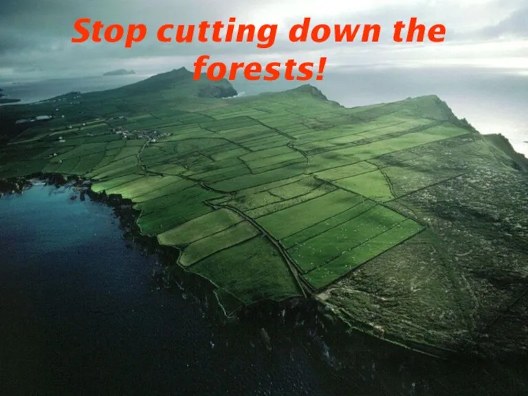 Stop cutting down the forests!