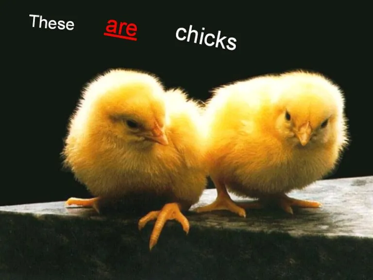 These are chicks