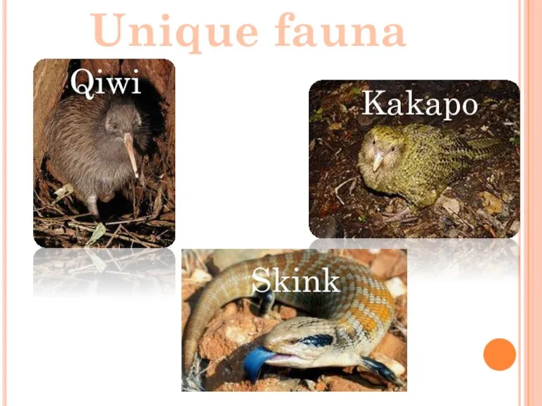 Unique fauna Qiwi Kakapo Skink