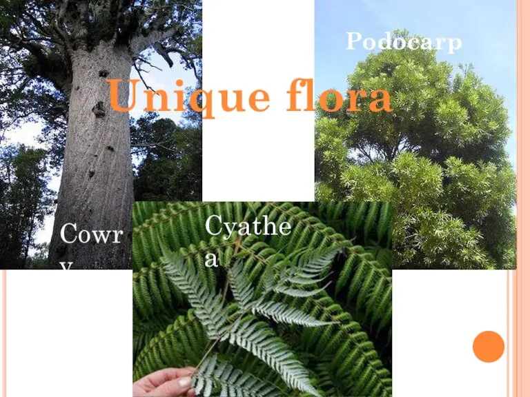 Unique flora Cyathea Podocarp Cowry