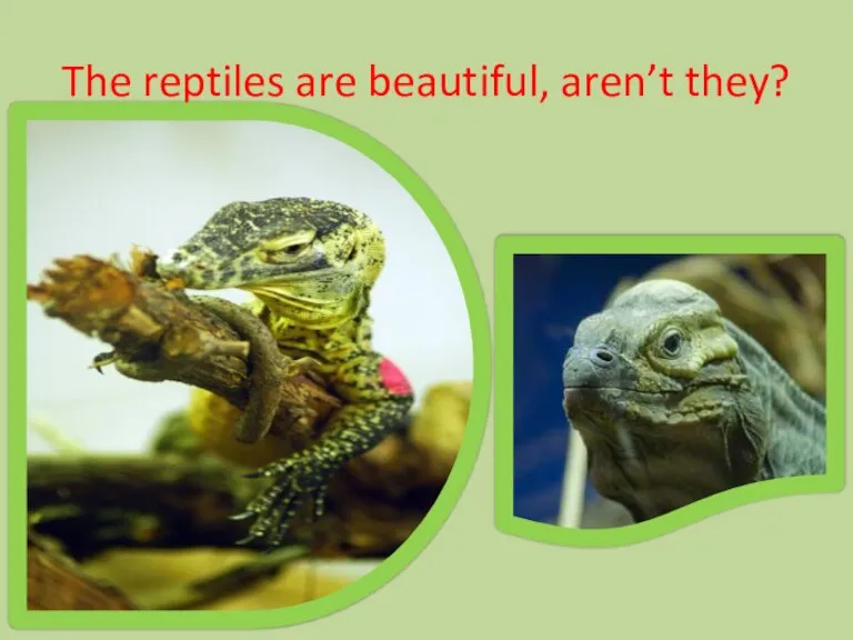 The reptiles are beautiful, aren’t they?