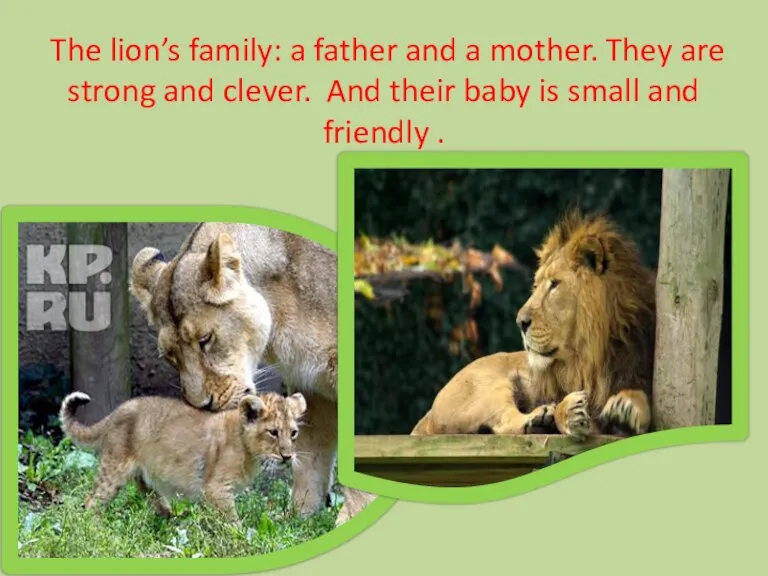 The lion’s family: a father and a mother. They are strong and