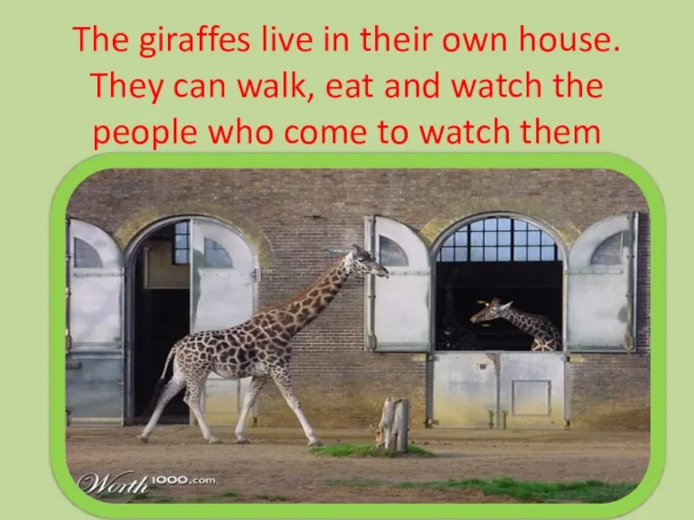 The giraffes live in their own house. They can walk, eat and