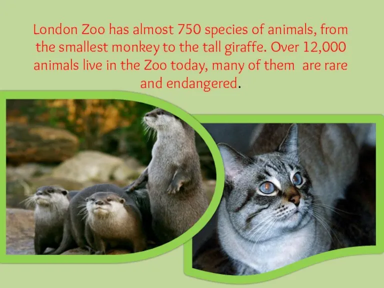 London Zoo has almost 750 species of animals, from the smallest monkey