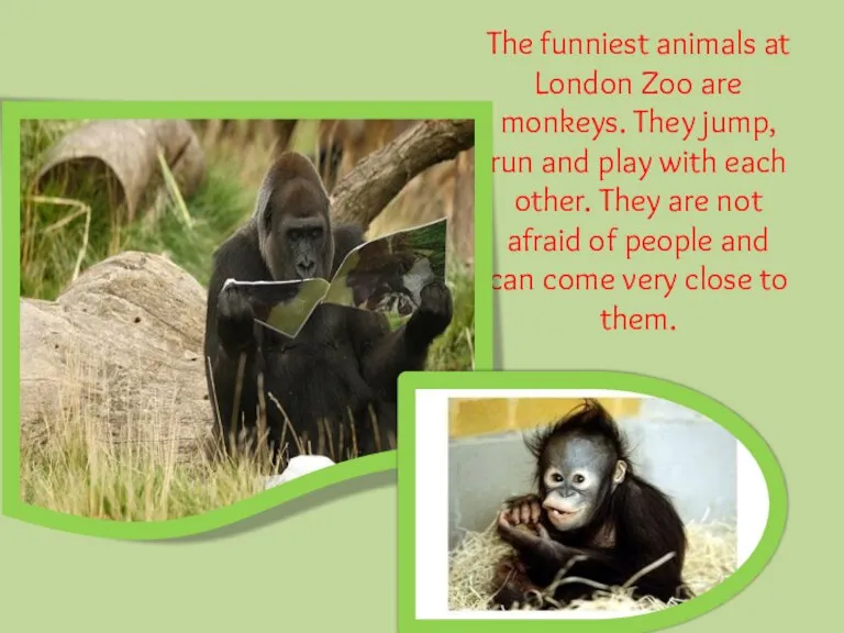 The funniest animals at London Zoo are monkeys. They jump, run and