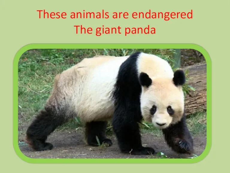 These animals are endangered The giant panda