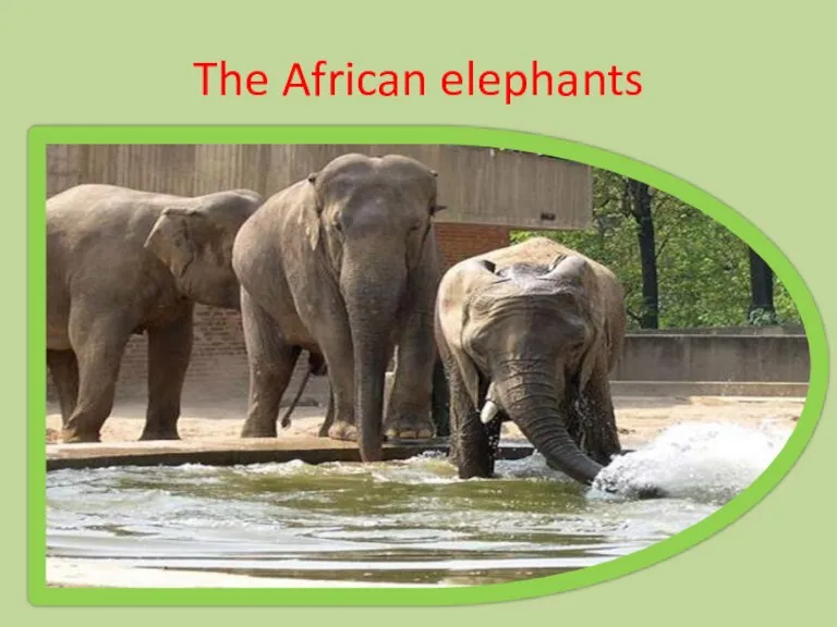 The African elephants