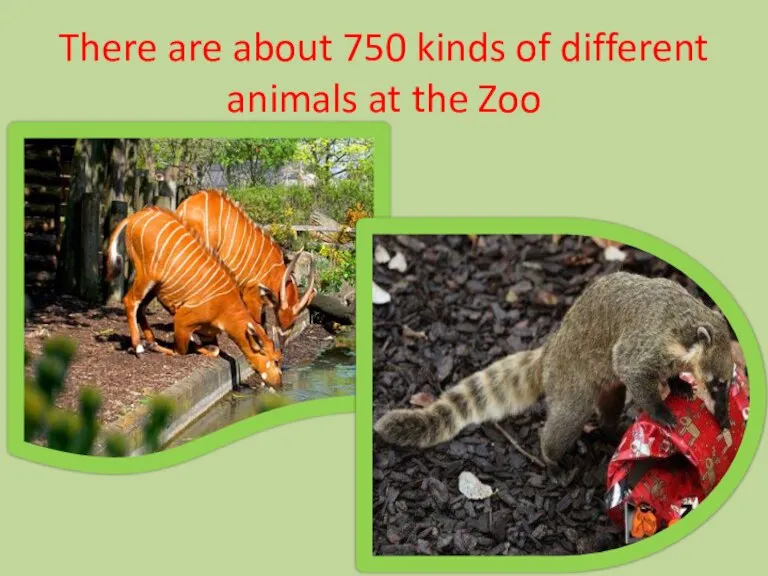 There are about 750 kinds of different animals at the Zoo