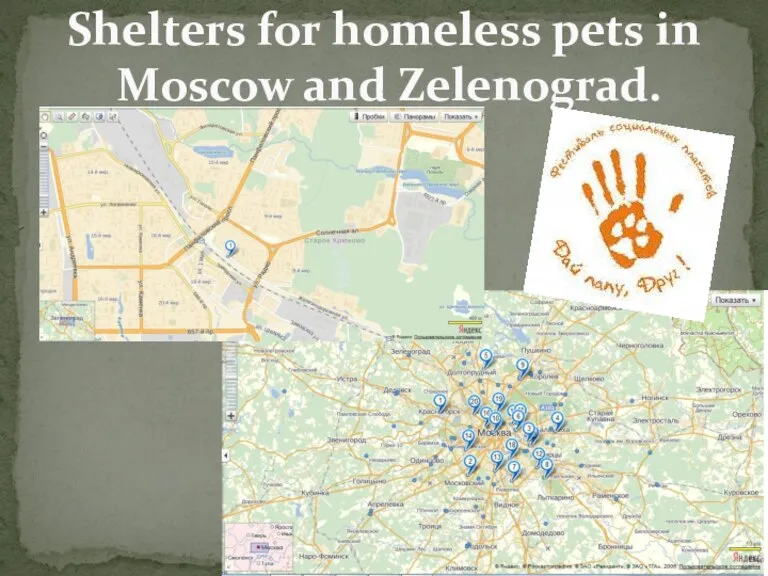 Shelters for homeless pets in Moscow and Zelenograd.