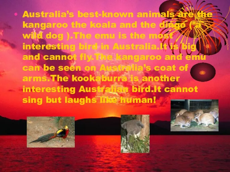 Australia’s best-known animals are the kangaroo the koala and the dingo (