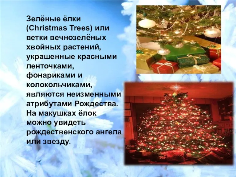Зелёные ёлки (Christmas Trees) или ветки вечнозелёных хвойных растений, украшенные красными ленточками,