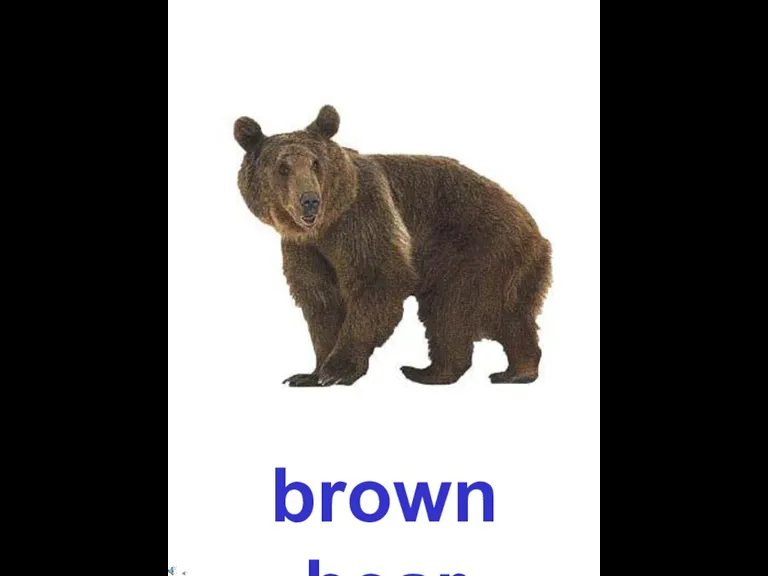 brown bear