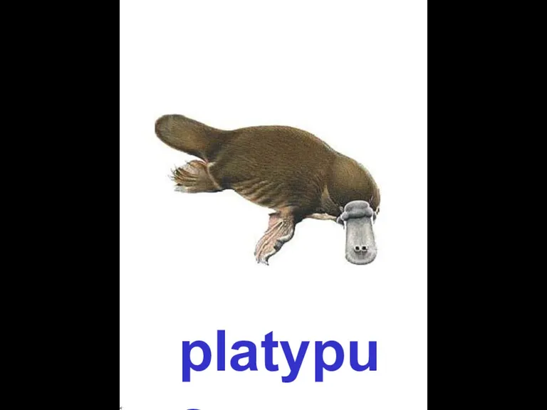 platypus