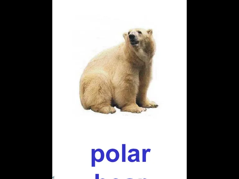 polar bear