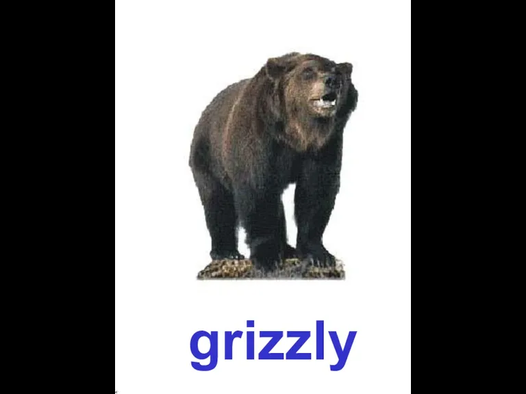 grizzly