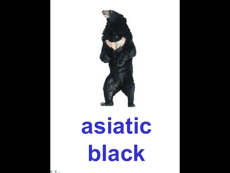 asiatic black bear