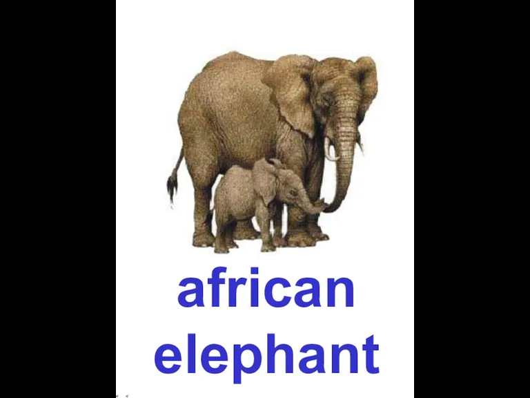 african elephant