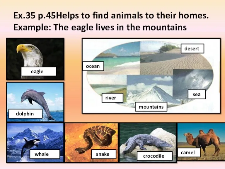 Ex.35 p.45Helps to find animals to their homes. Example: The eagle lives