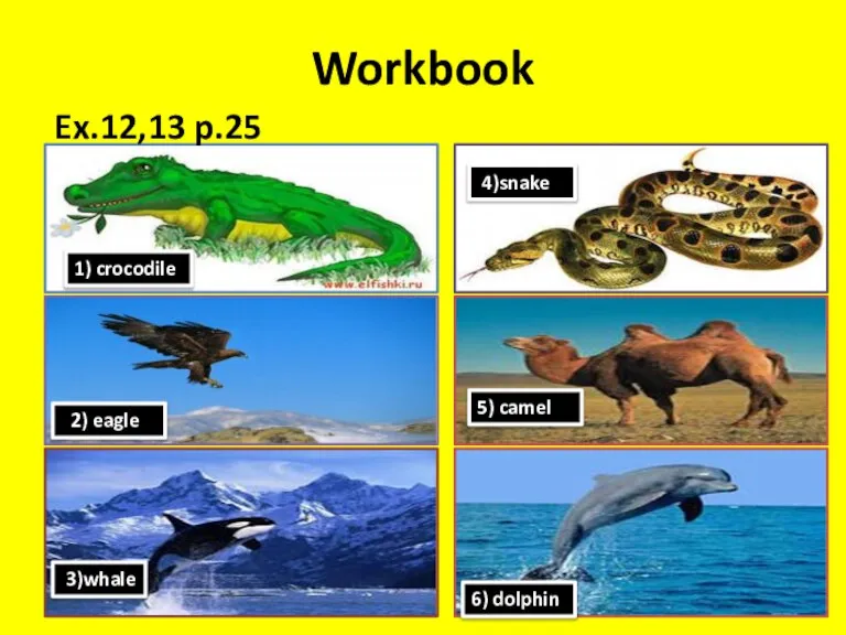Workbook 1) crocodile 2) eagle 3)whale 4)snake 5) camel 6) dolphin Ex.12,13 p.25