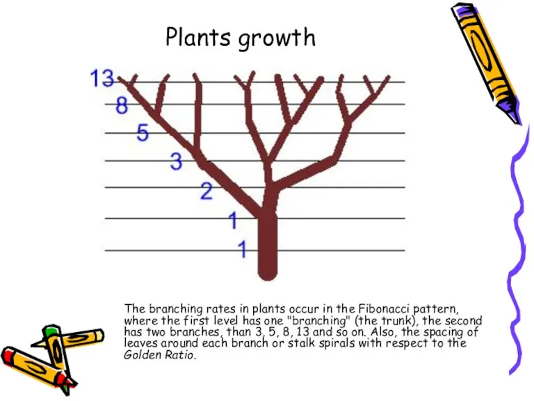 Plants growth The branching rates in plants occur in the Fibonacci pattern,