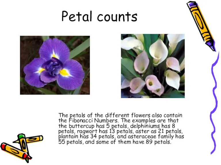 Petal counts The petals of the different flowers also contain the Fibonacci