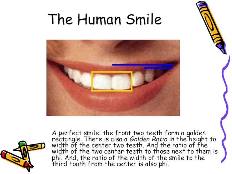 The Human Smile A perfect smile: the front two teeth form a