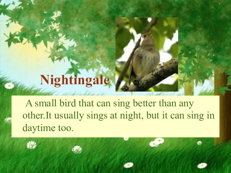 Nightingale A small bird that can sing better than any other.It usually