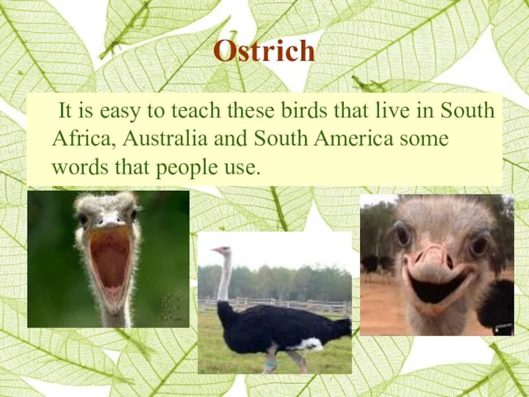 Ostrich It is easy to teach these birds that live in South