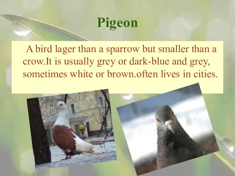 Pigeon A bird lager than a sparrow but smaller than a crow.It