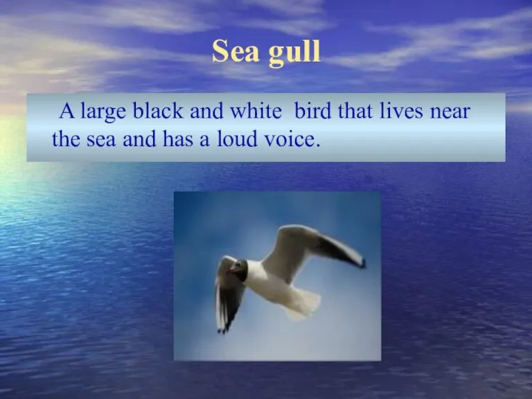 Sea gull A large black and white bird that lives near the