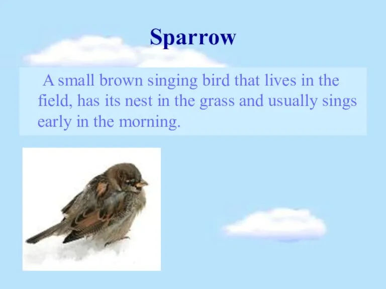 Sparrow A small brown singing bird that lives in the field, has