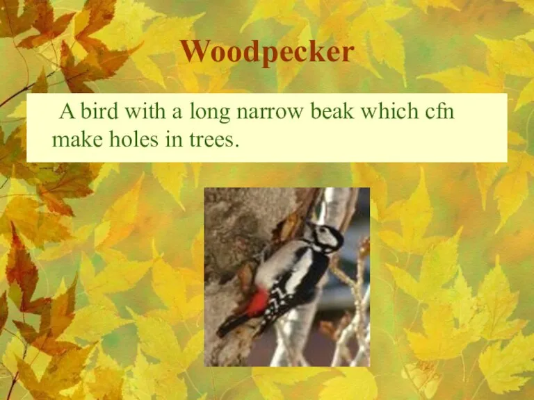 Woodpecker A bird with a long narrow beak which cfn make holes in trees.