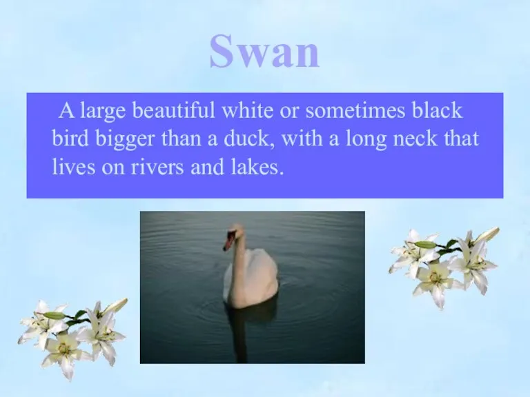 Swan A large beautiful white or sometimes black bird bigger than a