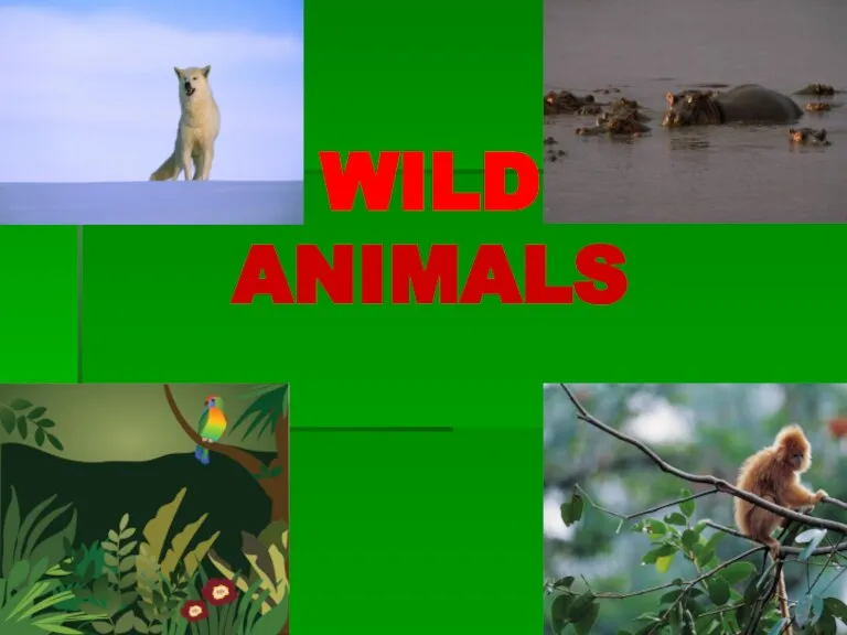 WILD ANIMALS