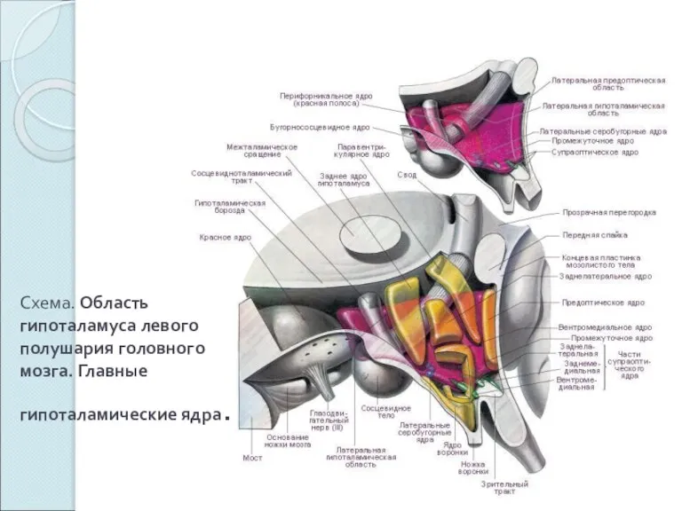Схема. Область гипоталамуса левого полушария головного мозга. Главные гипоталамические ядра.