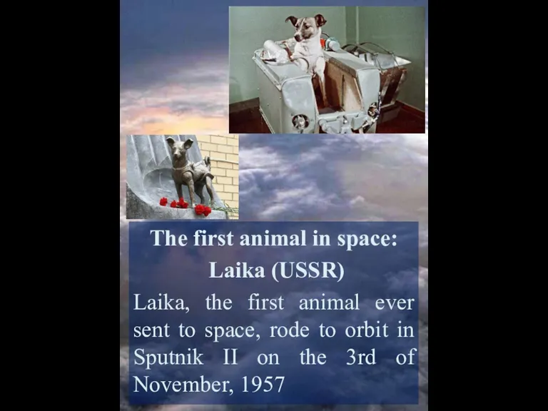 The first animal in space: Laika (USSR) Laika, the first animal ever