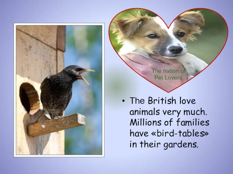 The British love animals very much. Millions of families have «bird-tables» in