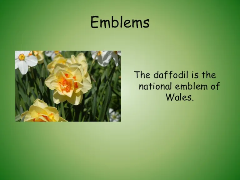 Emblems The daffodil is the national emblem of Wales.