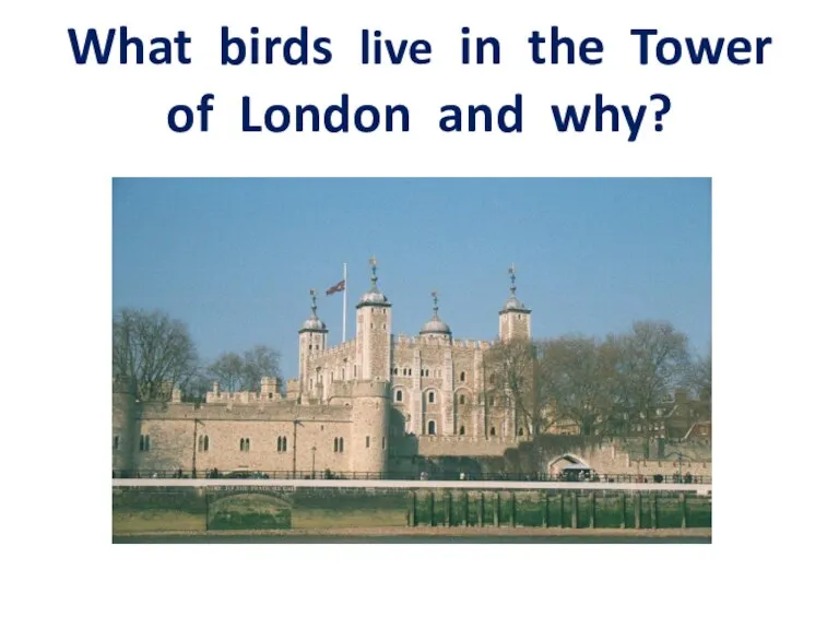 What birds live in the Tower of London and why?