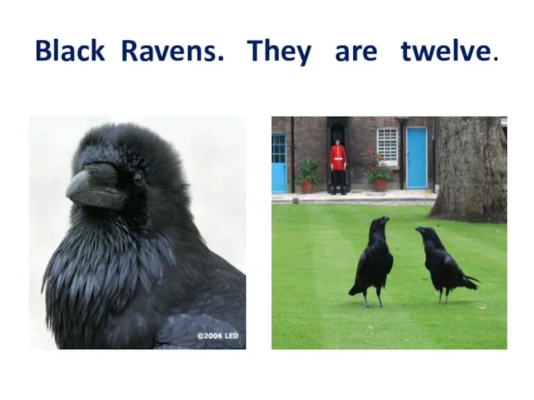 Black Ravens. They are twelve.