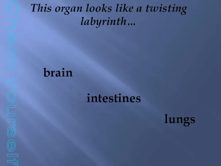 Check yourself This organ looks like a twisting labyrinth… brain intestines lungs