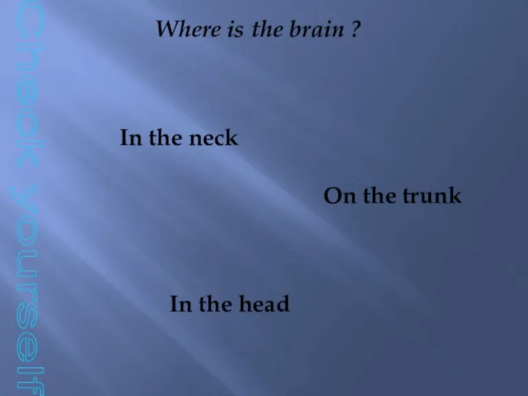 Check yourself Where is the brain ? In the head On the trunk In the neck
