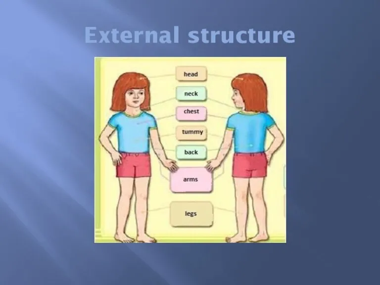 External structure