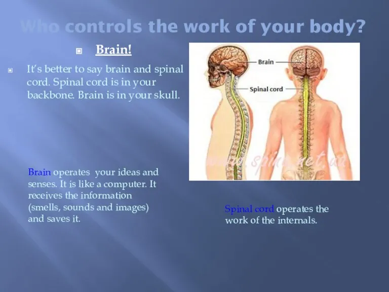 Who controls the work of your body? Brain! It’s better to say